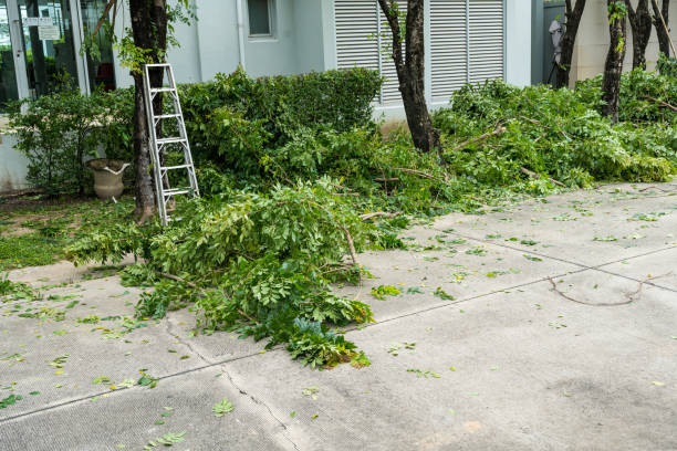 Newport, MN Tree Care Services Company